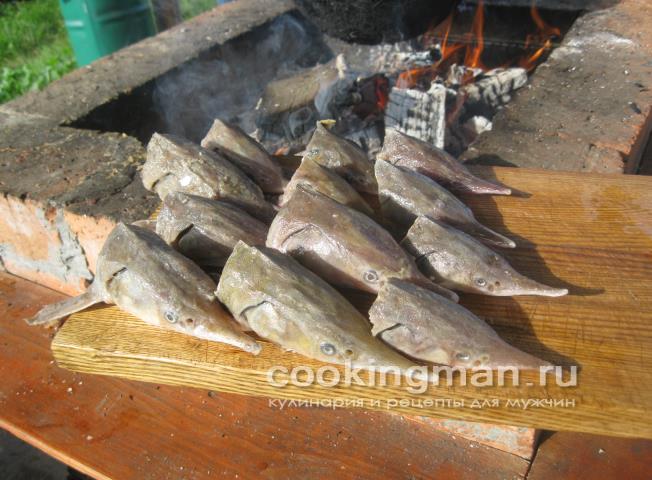 Уха из стерлядки, семги и масляной рыбы рецепт ухи